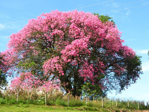 Imagem 3 de 8 de Árvores Da Mata Atlântica - Kit Reflorestamento 500 Sementes Para Mudas