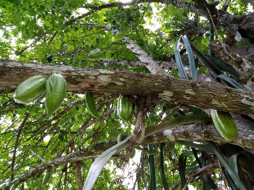 Chote Cuajilote Parmentiera Aculeata 1 Planta