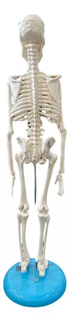 Segunda imagem para pesquisa de esqueleto