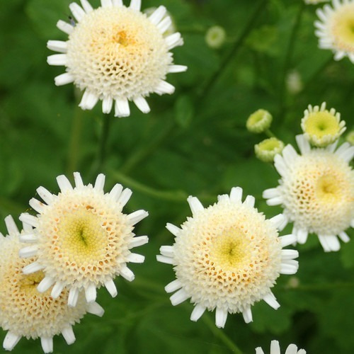 Semillas Flores Crisantemo Blanco Var. White Star + Manual 