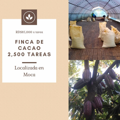 Finca De Cacao De 2,500 Tareas En Moca, Zona Del Cibao