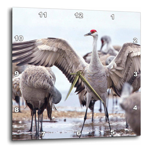 3drose Dpp__2 Sandhill Crane Birds, Platte River, Nebraska -