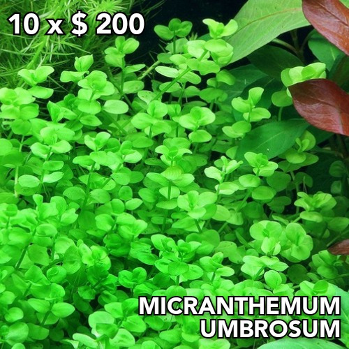 Micranthemum Umbrosum Planta Acuario Plantado.