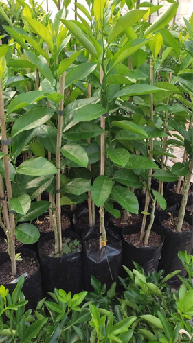 Imagem 5 de 8 de Muda De Limão Cravo Enxertada 60cm Produz Em 1ano
