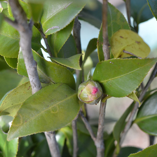 Planta Arbusto Camelia Japónica Roja