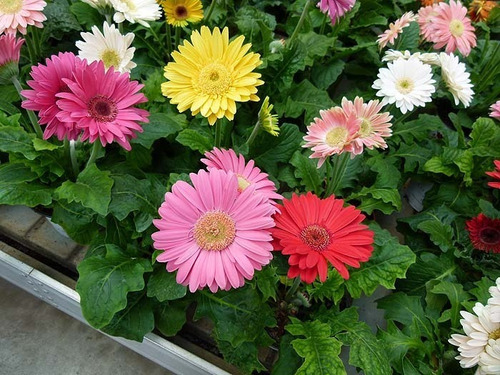 Sobre De Semillas De Planta Floral Gerberas 