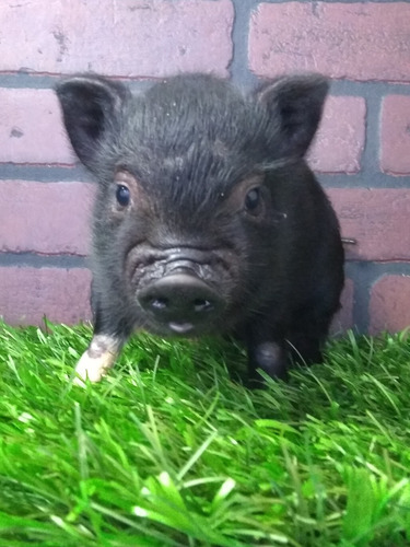 Minipig Mini Pig Minipigs Mini Pigs Cerditos