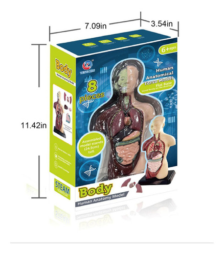 Modelo Corporal Do Torso Humano, Anatomia Anatômica Interna