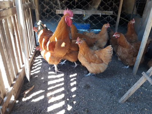 Imagen 2 de 5 de Huevos Para Incubar Granja Peyrano