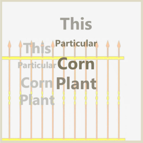 Libro: This Particular Corn Plant