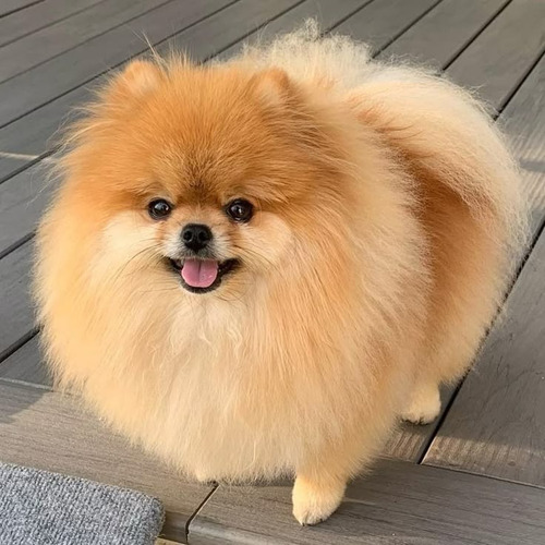 Pomerania 47 Beige