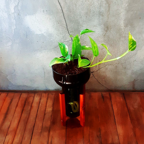 Imagen 4 de 8 de Scindapsus Little Plant 27 Con Soporte, Maceta Autorregante