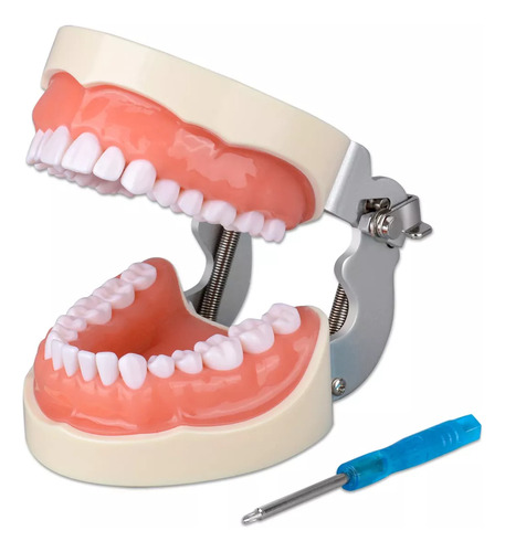 Typodont Modelo De Dente Com 32 Dentes Removíveis