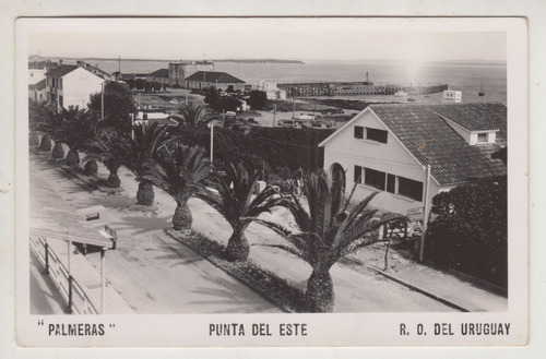 Antigua Postal Vintage Punta Del Este Vista Calle Palmeras