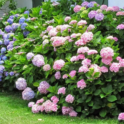 Hortênsia Hortência 1 Muda Ótima Qualidade Paisagismo