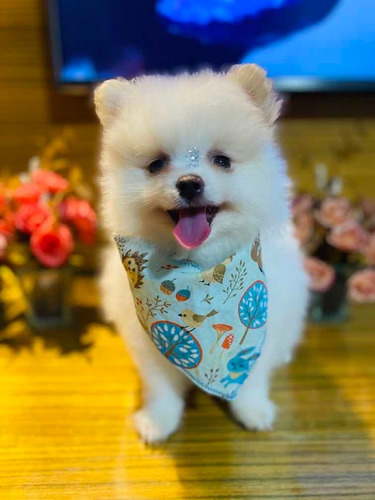Spitz Alemão Macho Mini