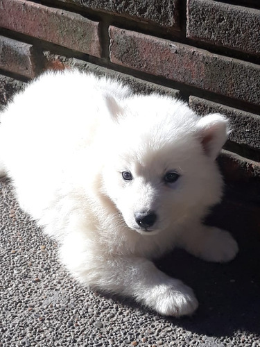 Cachorros Samoyedo Mascotas Rionegro Medellín Bogota Cali