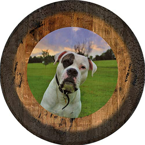 Adorable Cartel De Perro Pitbull, Decoración De Pared Con Ta