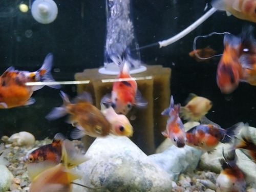 Imagen 4 de 11 de Combo Peces De Agua Fría. Acuario Aquariumba