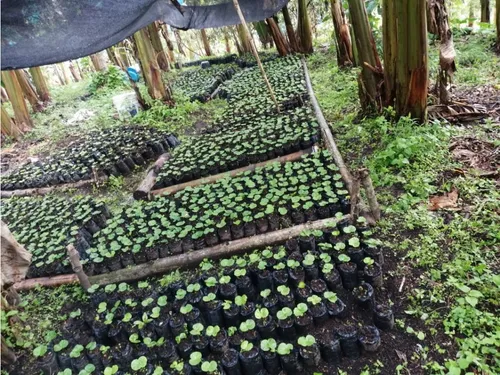 Venta Finca Productiva Cafe Platano Pasto Circasia - 23 Cuadras