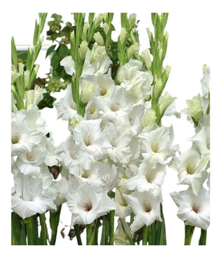 06 Bulbos De Flores Gladíolos Brancos + Brindes | Parcelamento sem juros