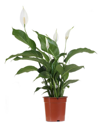 Planta De Interior Spathiphyllum Wallisii ( Espatifilio )m24