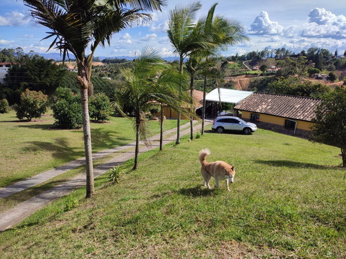 Finca En Venta Rionegro Antioquia Con Sembrado De Aguacate Or