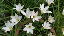 Comprar Lirios De Lluvia Blancos, Cefirantes. Bulbos