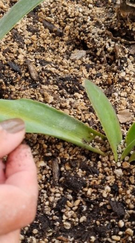 Tierra Especial Para Plantas Maceta O Suelo 15 Litros 4.5kg