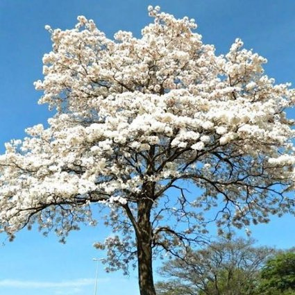 120 Sementes De Pata De Vaca Árvore Mata Atlântica.