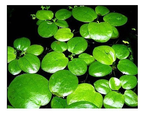 Limnovium Leavigatum Flotante Mordisco De Rana Lirio Enano