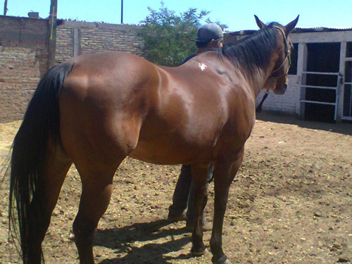 Yegua 1/4 De Milla $21,000 Colorada Con Rienda. (Usado)