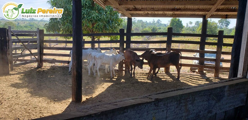 Imagem 4 de 15 de Fazenda À Venda Em Breu Branco - Pa 1.377 Hectares (dupla Aptidão) - 2271
