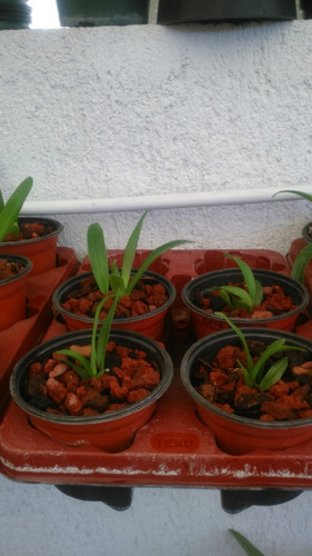 Orquídeas Cattelyas, Plantas Jóvenes.