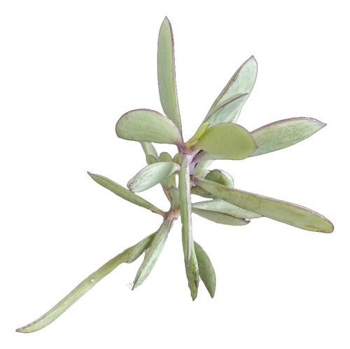 Senecio Crassissimus