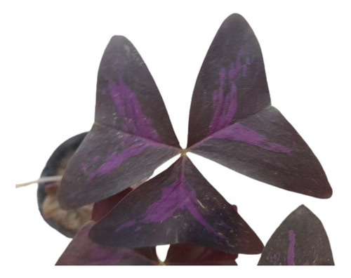 Oxalis Mariposa Trébol Morado