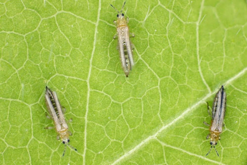 Insecticida Trips, Falso Medidor Petrolambda 7 Caja 12 Pzas