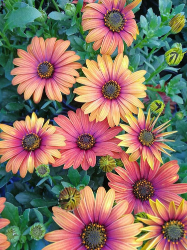 Semillas De Margaritas Gigantes Africanas Colores Variados