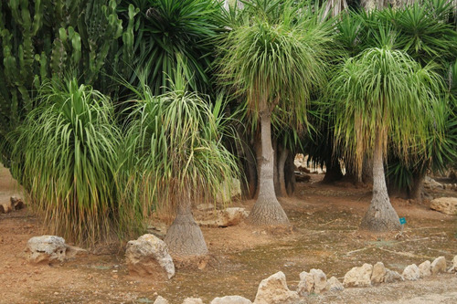 Imagem 4 de 4 de 20 Sementes Pata De Elefante Beaucarnea Recurvata Palmeira