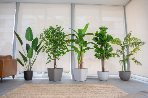 Planta Artificial Ficus Lyrata 150 Cm 180 Hjs / Arbusto Real