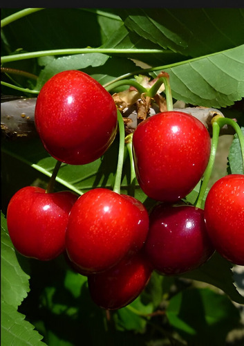 Campo De Cerezos En Venta - Produciendo - Chillan