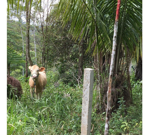 Imagen 15 de 23 de Finca 32 Has/lotes De 3 Has