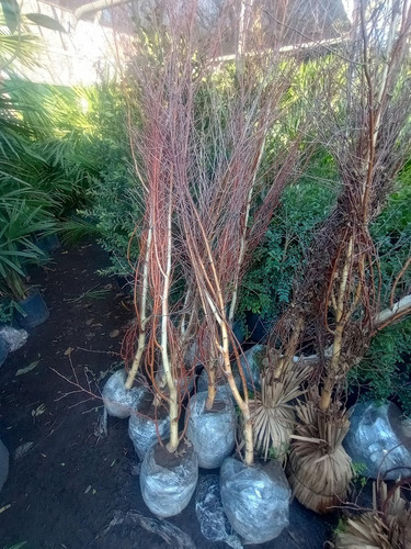 Abedul, Abedules Betula Pendula Roth, 10lts