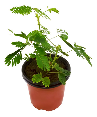 Planta  Mimosa Injertada