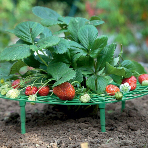 Soportes Para El Cultivo De Fresas Para Mantener Las Fresas