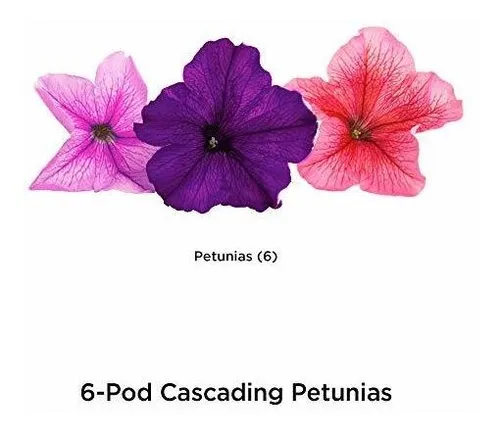 Semilla Aerogarden En Cascada Flor De La Petunia Pod Kit.