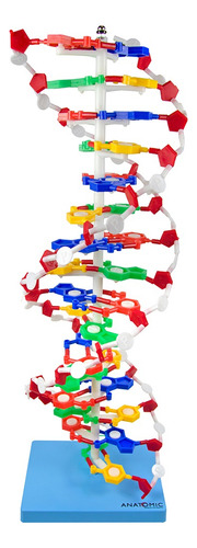 Estrutura Da Dupla Hélice De Dna Com 60 Cm
