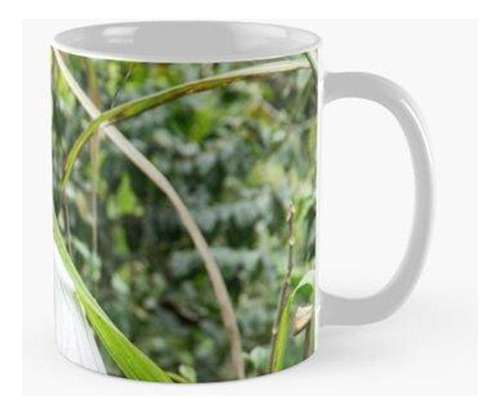 Taza Juan Calidad Premium