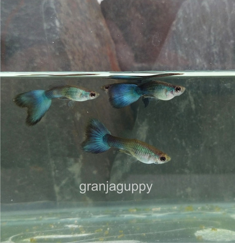 Imagen 6 de 6 de Peces Pez Guppys - Cobra Rojo - Red Cobra