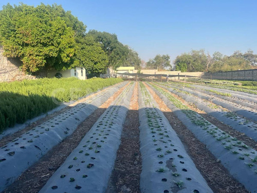 En Venta Terrenos En Itzamatitlán, A 10 Min. De Caseta De Oacalco, Morelos